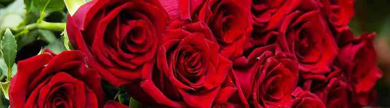 Vanentines Flowers Christchurch